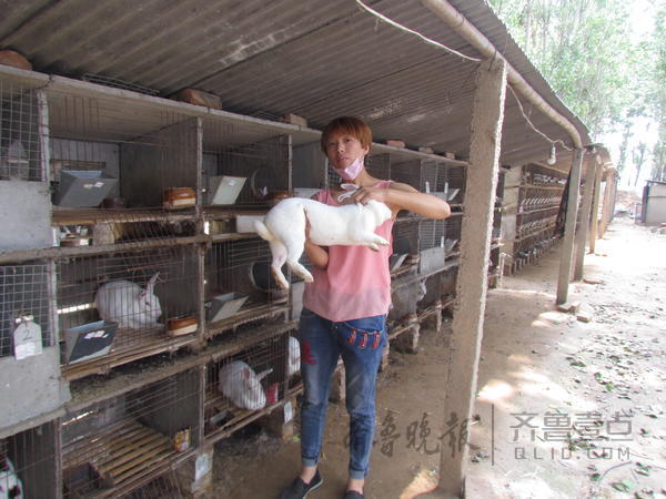 养兔致富成创业明星,月售肉兔上千只供不应求_凤凰网
