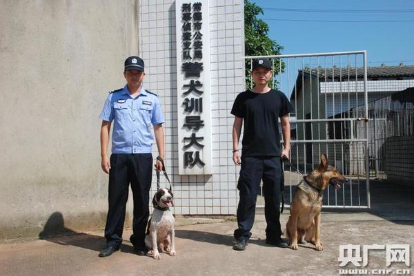 广州武警警犬训练基地图片