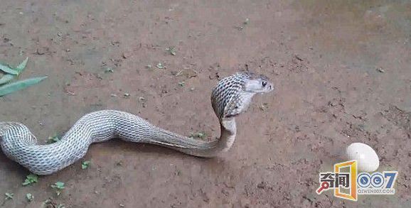 眼镜蛇连续吞下6个鸡蛋 下场凄惨