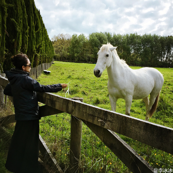 照片中看的出李冰冰心情大好,关键是这大白龙马还向她走来,当然激动咯