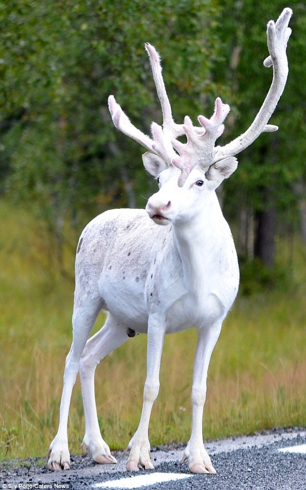 瑞典珍稀动物图片