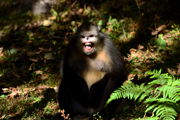 独臂,红脸,单帮……每只猴子,老余都能喊出名字,"就是根据它们的样貌