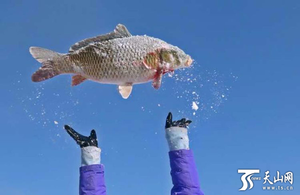 渔民将冬捕的鱼高高抛起.