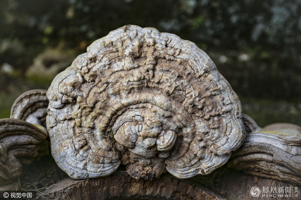 安徽村民深山采特大野生灵芝