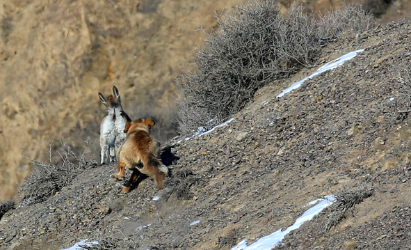 北山羊的天敌除了狼和雪豹外,牧民的牧羊犬也会偷袭北山羊幼崽.