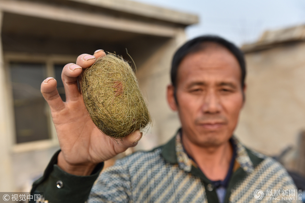 山东男子杀猪获"毛蛋":估价300万