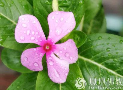 【转载】一日禅集锦:在心房中多开几扇窗 - 念慈的日志 - 网易博客