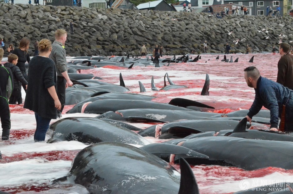 丹麦民众屠鲸狂欢