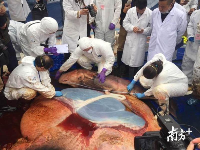 大亚湾抹香鲸尸体遭解剖肚中宝宝未睁眼夭亡