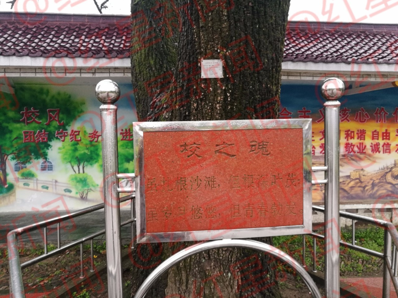 毛坦厂中学里的"大神树"