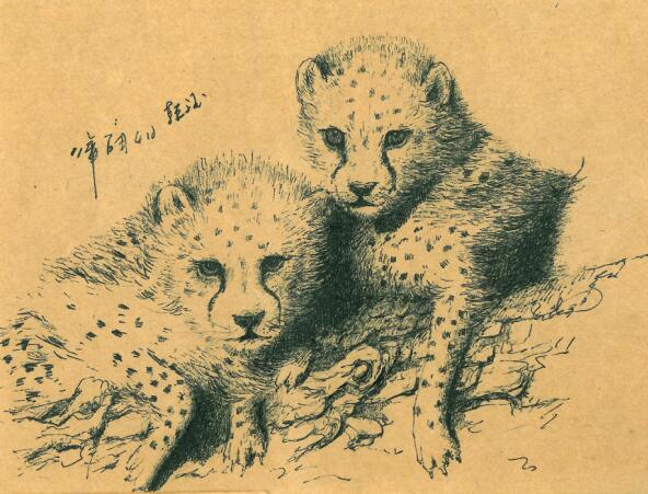 著名画家韩斌钢笔画《动物》作品欣赏 东方艺术天地报道