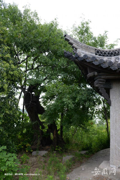 皂荚树守望淮河四百年 成"淮南十景"之一