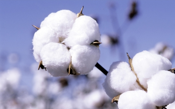 nrgene联合基诺科技助力棉花基因组研究