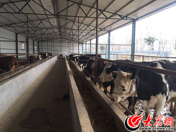 刘光红)  10月31日,在菏泽市开发区岳程街道杨董社区的特色养牛基地里