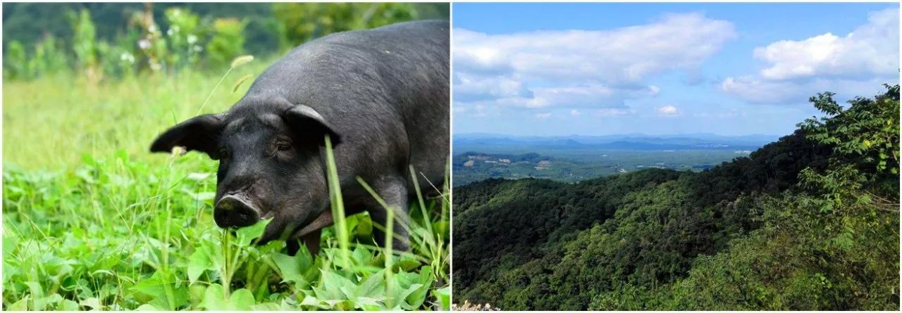 琼中土猪  黎母山