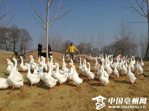 亳州皖西大白鹅曲项高歌