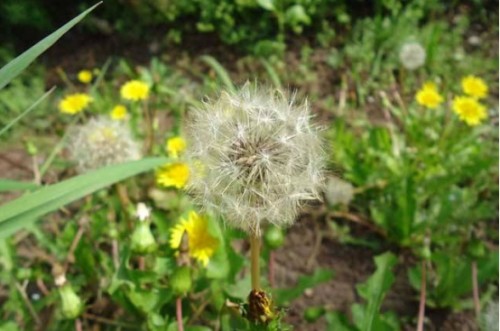 蒲公英去雀斑的方法分享!