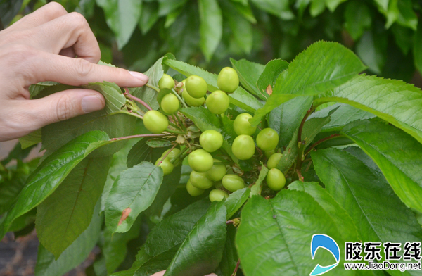 烟台大棚樱桃花开满枝 果实压枝头