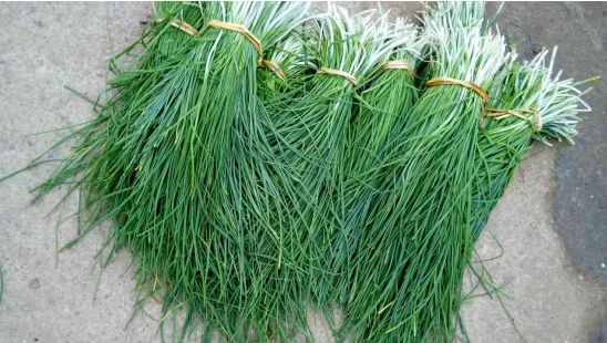 高峰村中采野菜(葫葱,地皮菇)参观古井参观古桥活动结束后,大家都舍不