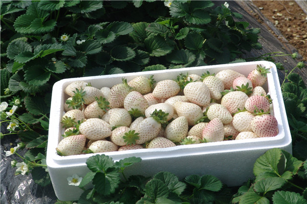 沂源白草莓成"红人" 每斤卖到百余元