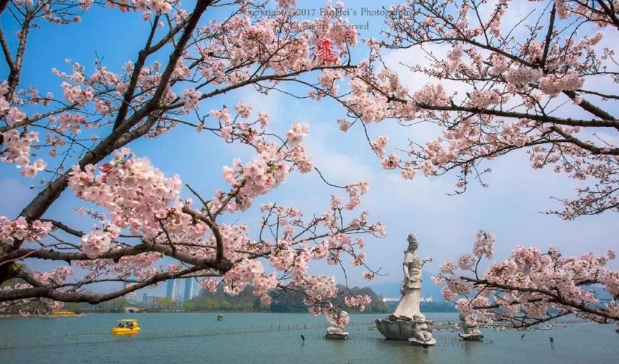 谁把南京的春天打翻了?简直要逼疯摄影师!