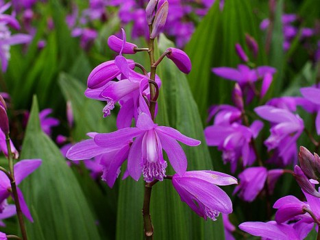 百济堂白芨在整个中草药市场掀起了一股强有力的种植热潮