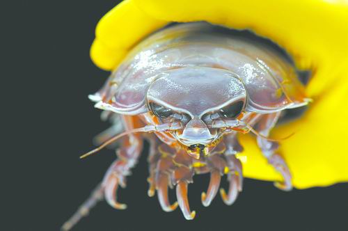 探秘海底的"生命绿洲"