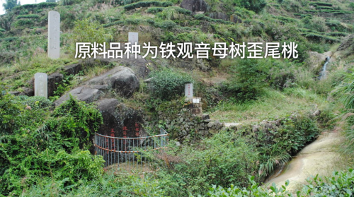家300年制茶技艺之作醉品集团联合非遗大师魏月德推出极品陈年铁观音