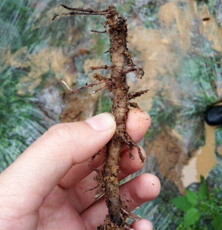 香蕉根结竟然是线虫惹的祸盈辉杀线剂专业杀线