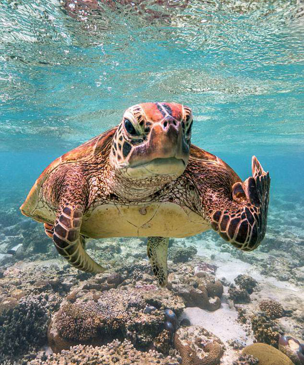 澳调皮海龟对潜水爱好者竖中指