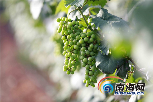 儋州市兰洋镇葡萄挂满架500亩种植基地吸纳300户贫困户