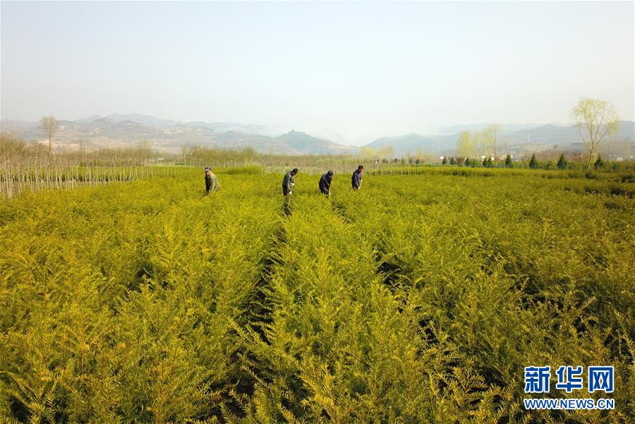 天气回暖,位于甘肃省陇南市徽县的许多苗木种植基地里,当地农民穿梭