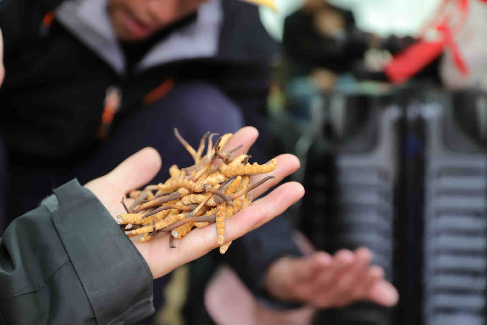 虫草我们和他们一起每天冒雨步行几公里我们每年这时候长久和挖草农民