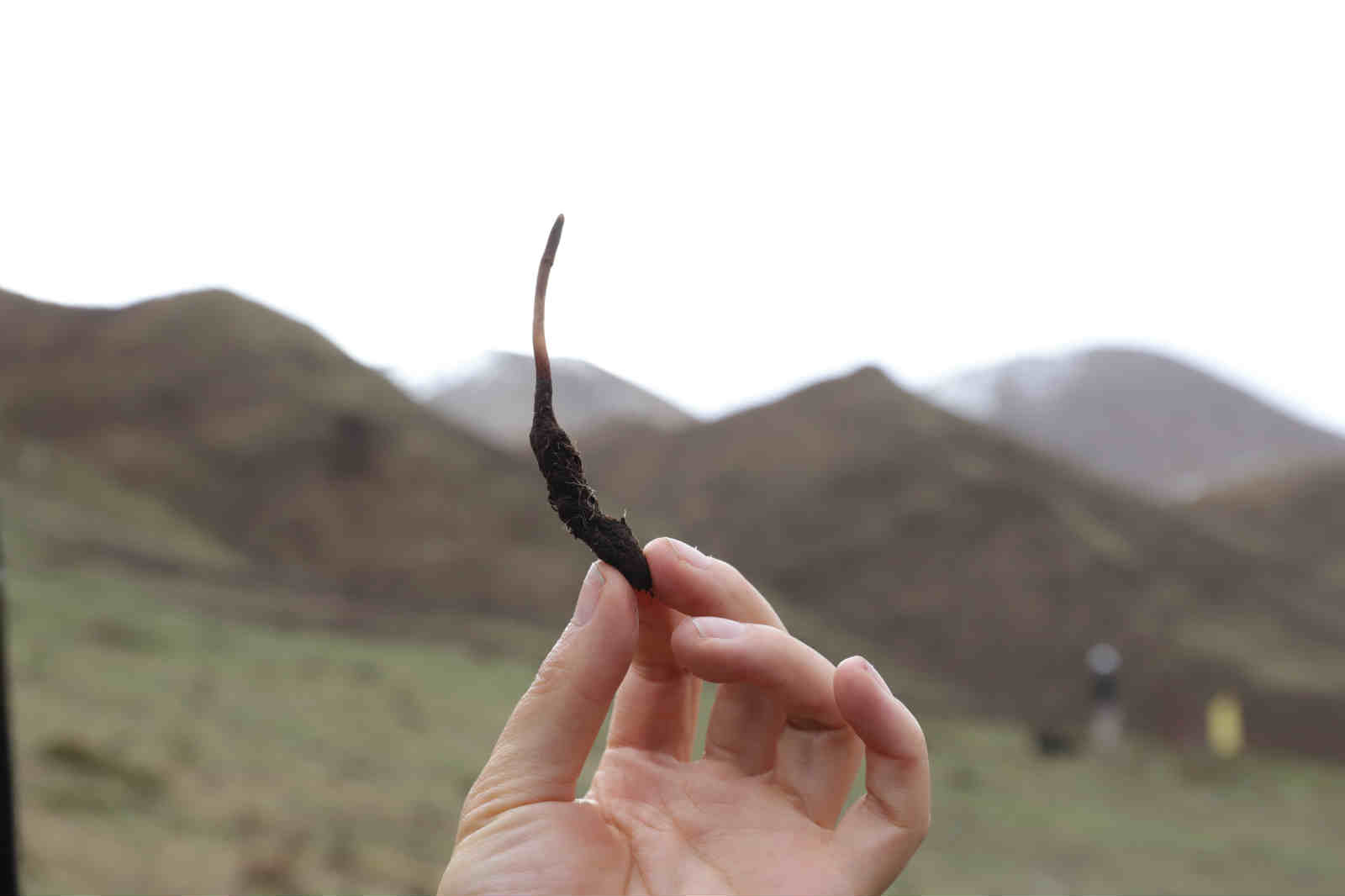 我们的精神内核平均在海拔4500以上的雪山高原上采挖虔草新鲜冬虫夏草