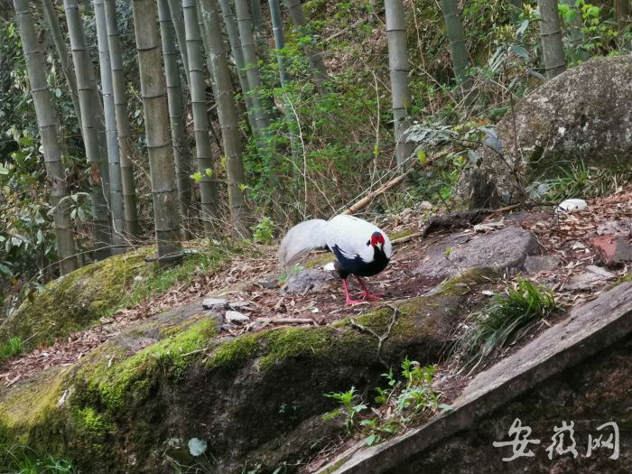 黃山風景區發現國家二級野生保護動物野生白鷳