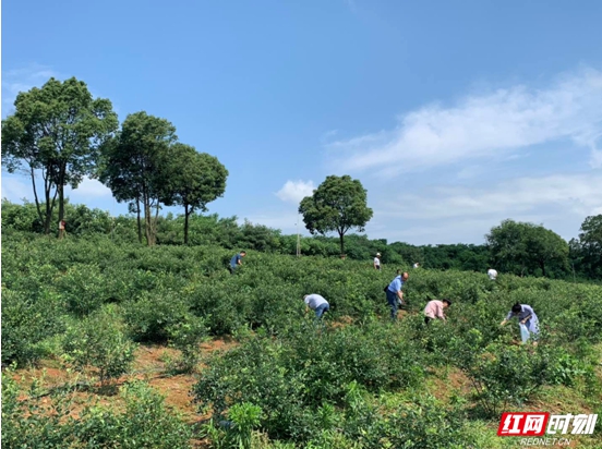 目前,已发展集采摘,体验,休闲,餐饮于一体的农业综合园4个,家庭农场12