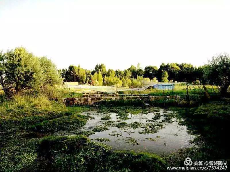 永昌树绕村庄水满陂塘南泉湿地