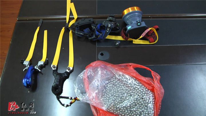 邵阳两兄弟奔赴靖州盗猎29只池鹭被捕