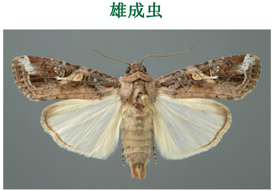 济宁市开展识别草地贪夜蛾监测预警防控工作