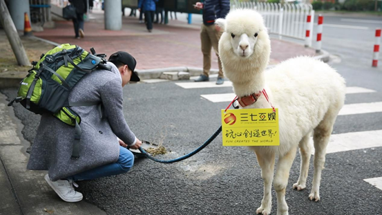 最囧羊驼君要骑羊驼从广州返乡,引数多家媒体争相报道_海南频道_凤凰