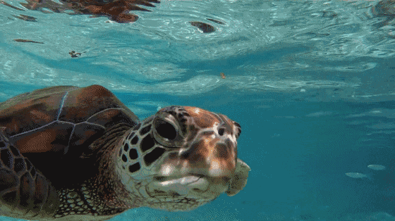 560_314gif 动态图 动图