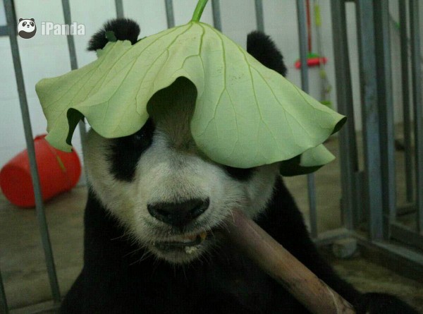 神图求文!