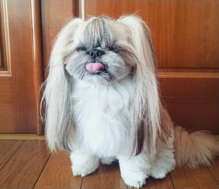 是狮子狗和京巴的串串,也是ins名汪,每天的日常就是尝试各种发型