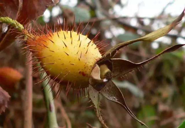 城会玩只有67重庆67人才知道的地道野味你吃过几种