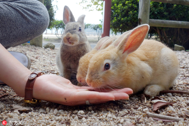 日本"兔岛"被称最萌小岛 禁止狗狗登岛
